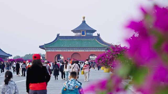 Crowded walkway to the Temple of Heaven framed by blooming pink flowers in Beijing, China in Temple of Heaven, Beijing, China