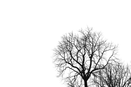 Isolated silhouette of bare winter tree PNG graphic element