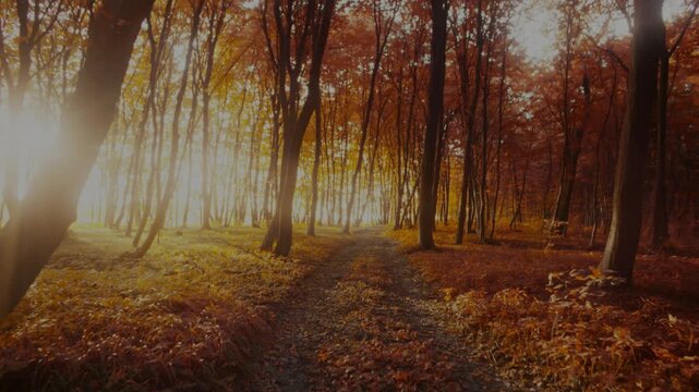 Sunlight breaking through trees on a path in a golden autumn forest