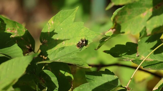 Sleepy bee resting quietly on a leaf outdoors in autumn, slow motion