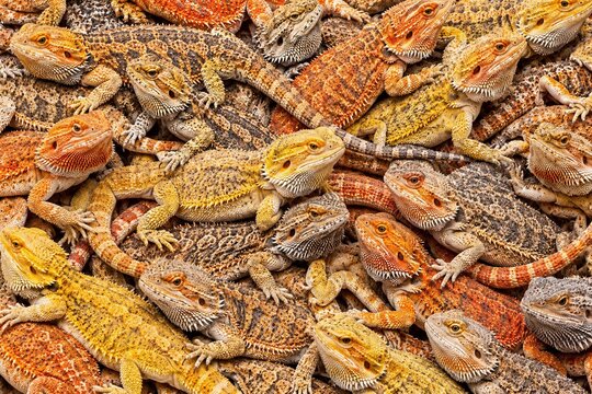 Bearded Dragon Lizard Background. Lizard Background.