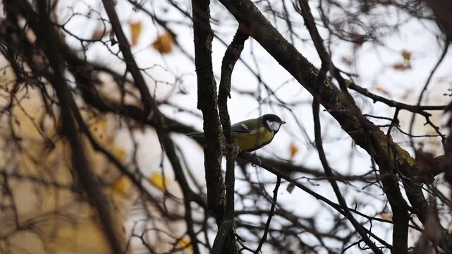 Great tit hopping from one branch to another in an autumn tree, slow motion