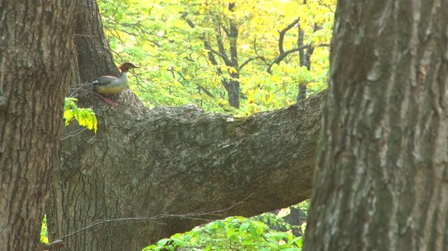 樹上のカワアイサ