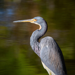Side Profile Portrait of Tricolored or Lousiana Heron Egretta tricolor standing in the water with beautiful green reflections on the surface in Florida © Mehis