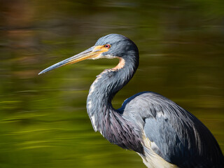 Side Profile Portrait of Tricolored or Lousiana Heron Egretta tricolor standing in the water with beautiful green reflections on the surface in Florida © Mehis