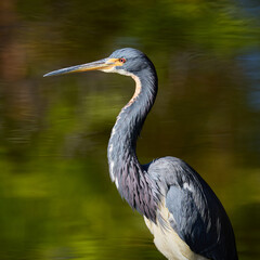 Side Profile Portrait of Tricolored or Lousiana Heron Egretta tricolor standing in the water with beautiful green reflections on the surface in Florida © Mehis