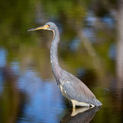 Side Profile Portrait of Tricolored or Lousiana Heron Egretta tricolor standing in the water with beautiful reflections on the surface in Florida © Mehis