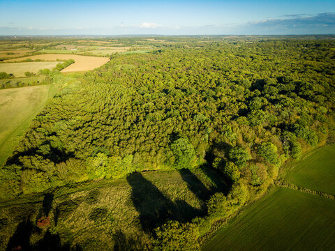 Aerial view of a large area of lush woodland seen in rural Essex, UK. The flat landscape of East Anglia is evident in this dusk view of the countryside.