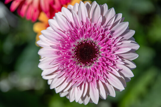 A captivating color contrast blending soft pink and vibrant red in Gerbera flowers, captured in a high-resolution macro shot that highlights the exquisite geometric details of the blooming petals.
