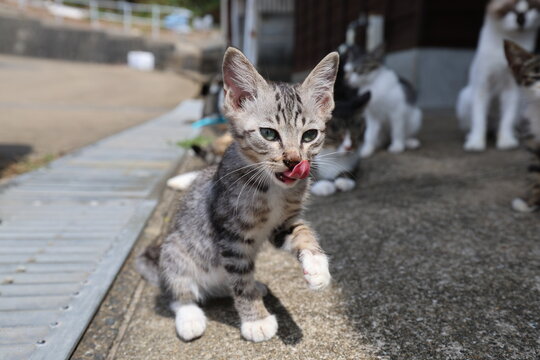 Cute silver tabby kitten lifting paw and licking nose with funny expression in Kakarajima Cat Island, Karatsu, Saga, Japan

