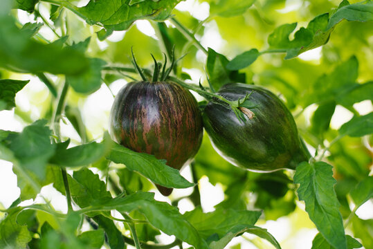 Rebel Starfighter Prime Tomatoes Growing Garden