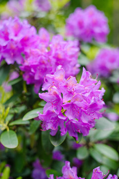 Vibrant Purple Catawba Rhododendron Blossoms in Full Bloom