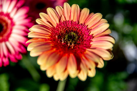A captivating color contrast blending soft pink and vibrant red in Gerbera flowers, captured in a high-resolution macro shot that highlights the exquisite geometric details of the blooming petals.