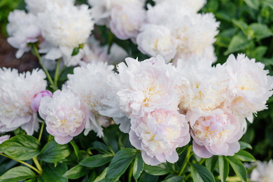 Beautiful Angel Cheeks Peonies with Delicate Pink Flower Bud in Garden