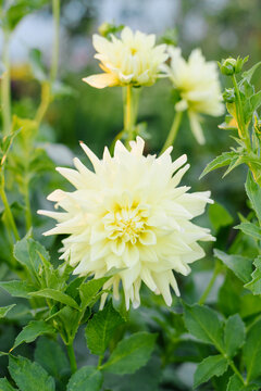 Light Yellow Spiky Dahlia Flower With Thin Petals
