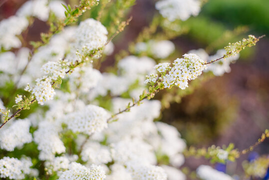 Sunlit White Spiraea Flowers in Spring Park