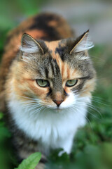 Portrait of cute fluffy cat © olena