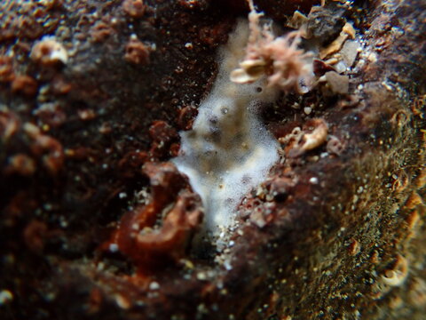 Encrusting tunicate Trididemnum cereum close-up undersea, Ligurian Sea, Italy, Imperia