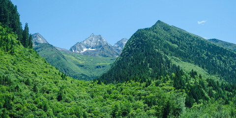 Fototapeta premium Landscape of the snow mountain range and pine trees forest in summer, Chengdu China