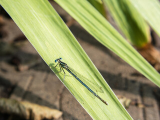 Blue Platycnemis pennipes damselfly on a green leaf in summer © PhotOleh