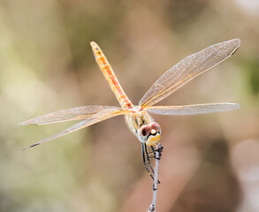 Sympetrum fonscolombii(Red-veined darter) dragonfly perched on a dry plant stem © PhotOleh