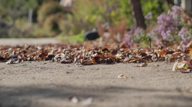 Dry Autumn Leaves Blowing Across Pavement in Slow Motion