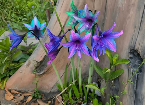 Neon spring crocus flowers