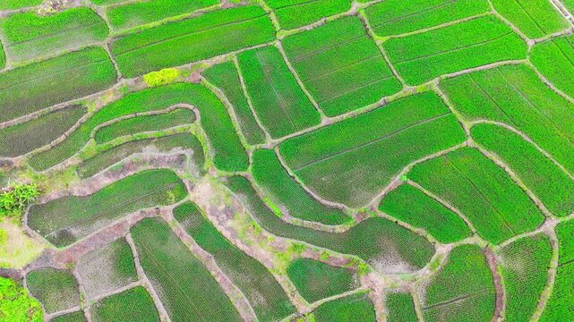 Aerial view of lush green rice terraces with intricate patterns and vibrant vegetation in Malang, East Java, Indonesia.