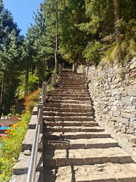 Rock steps lead up through tall trees in a forest during daylight hours