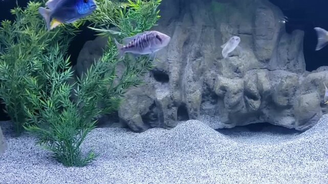 Cichlid Fish Swimming in Planted Freshwater Aquarium with Rocks and Gravel