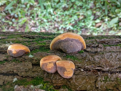 mushrooms on a tree