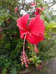 Red hibiscus (*Hibiscus rosa-sinensis*) © Maul
