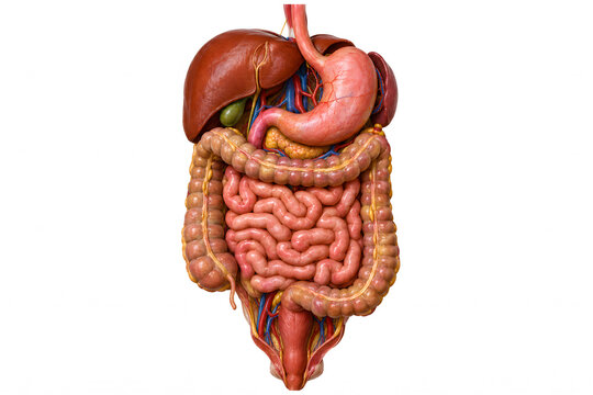 Detailed 3D medical visualization of the human digestive system for anatomy and healthcare education.
