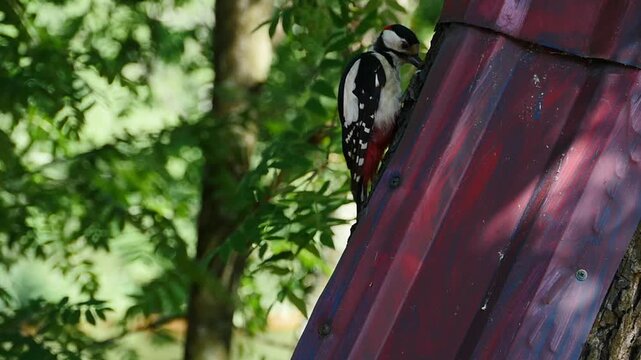 red headed woodpecker is persistently pecking at the tree trunk 