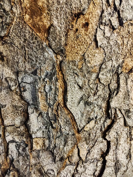 Rough tree bark texture background with natural cracked wood pattern close up