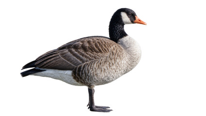 Canada goose with black neck and white cheek patch, isolated on transparent background © aonix