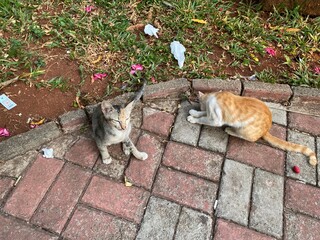 cat in the garden © Yudi