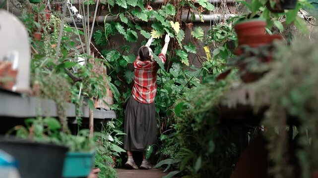 Responsible woman gardener greenhouse worker inspecting ill plant with yellow foliage in orangery, attentive female botanist checking damaged philodendron leaves, daily routine plant care in nursery.