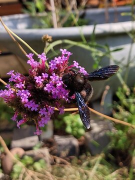 Violet carpenter bee Xylocopa violacea feeding on purple verbena flowers in a summer garden
