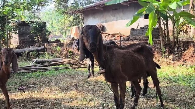 Close-up of a brown domestic goat with long floppy ears standing in a rural village backyard