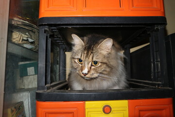 A cat is hiding in the closet © Mahnida
