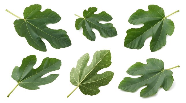 A collection of six fresh green fig leaves with distinct lobes and veins, arranged on a white background, isolated botanical for nature and gardening themes