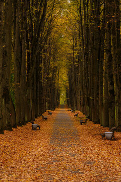 Tree avenue with yellow leaves in park during autumn fall. Symmetrical landscape, municipal space planning, tourism infrastructure