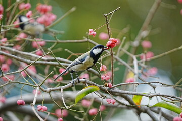 Great Tit Eating Euonymus Berries on a Branch © まー