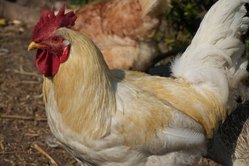 free range chicken with a rooster © Hanna