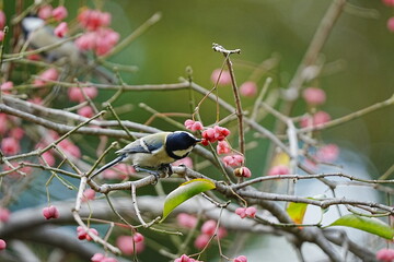 Great Tit Eating Euonymus Berries on a Branch © まー