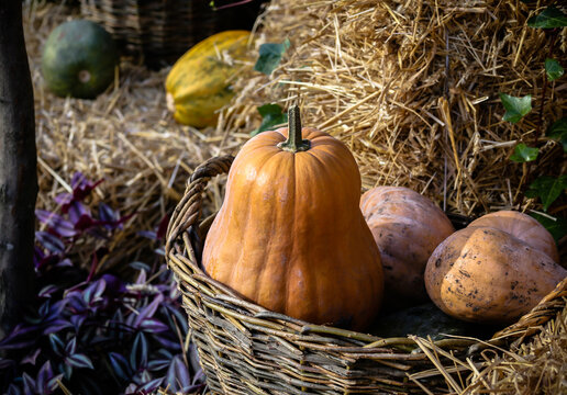 A pear-shaped squash lies in an old wicker basket