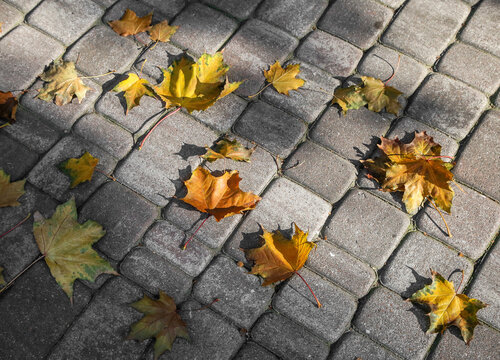 Autumn maple leaves lying on the cobblestones