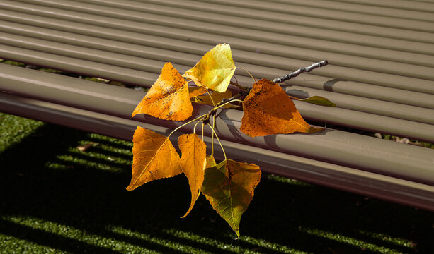 A small branch with autumn leaves lying on a metal benc