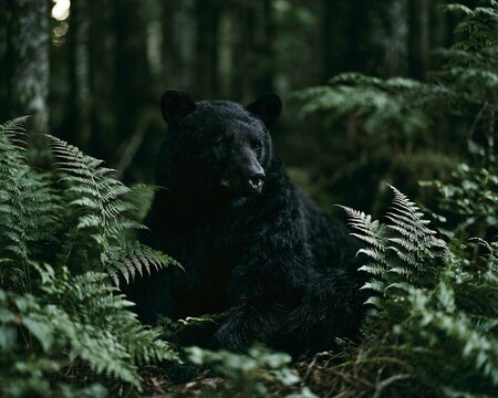 Black bear sitting in tall green ferns inside a dark dense forest with a blurred